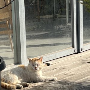 고양이 주인을 찾습니다 기타묘종 경상남도 거제시