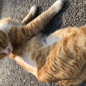 고양이 주인을 찾습니다 기타묘종 서울특별시 중랑구
