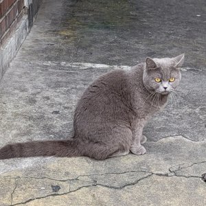 고양이 주인을 찾습니다 브리티시쇼트헤어 서울특별시 서대문구