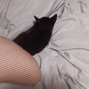 고양이 주인을 찾습니다 믹스묘 충청남도 홍성군