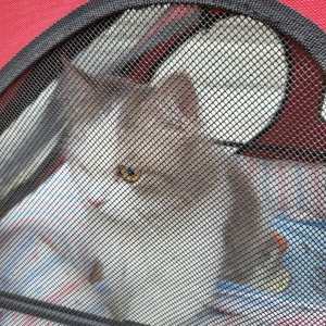 고양이 주인을 찾습니다 브리티시롱헤어 서울특별시 강서구