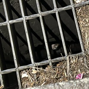 고양이 주인을 찾습니다 기타묘종 제주특별자치도 제주시