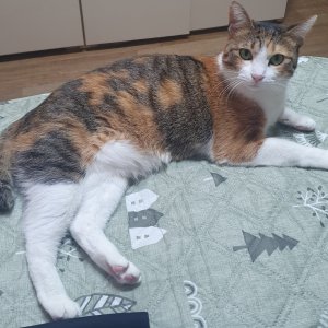 고양이를 찾습니다 코리아쇼트헤어 전라남도 여수시