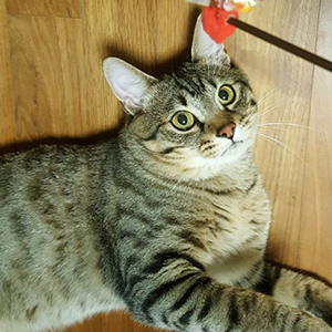 고양이 실종 코리아쇼트헤어 세종특별자치시 전체