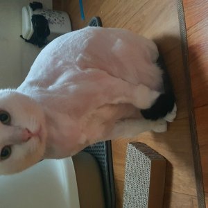 고양이 실종 코리아쇼트헤어 경기도 안산시 단원구