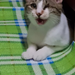 고양이 실종 코리아쇼트헤어 충청남도 공주시