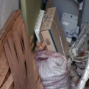 고양이 구조 코리아쇼트헤어 부산광역시 수영구