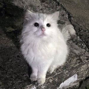 고양이 목격 터키시앙고라 제주특별자치도 서귀포시