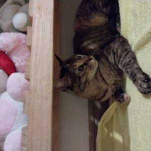 고양이 실종 코리아쇼트헤어 인천광역시 서구