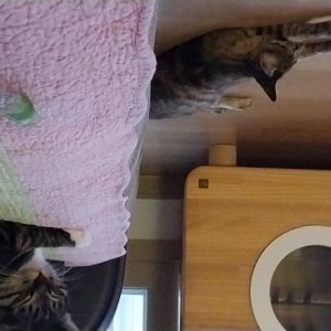 고양이를 찾습니다 코리아쇼트헤어 인천광역시 서구