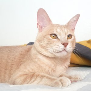 고양이 실종 코리아쇼트헤어 울산광역시 울주군