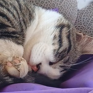 고양이 실종 코리아쇼트헤어 충청남도 서산시