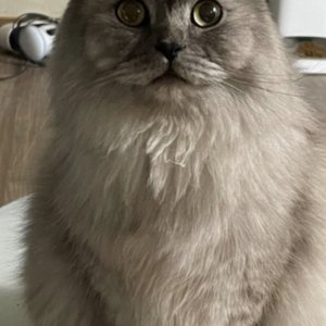 고양이 실종 페르시안 서울특별시 강북구