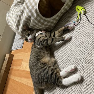 고양이 실종 코리아쇼트헤어 경기도 안성시