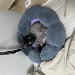 고양이를 찾습니다 코리아쇼트헤어 서울특별시 영등포구