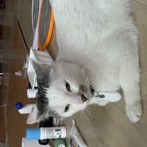 고양이를 찾습니다 고양이 전단지
