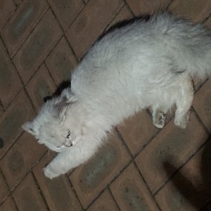 고양이 주인을 찾습니다 페르시안 대구광역시 달서구