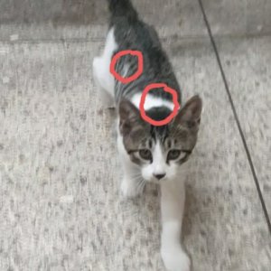 고양이 실종 코리아쇼트헤어 경기도 포천시