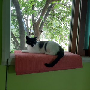 고양이 주인을 찾습니다 기타묘종 경기도 포천시