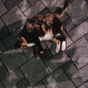 고양이 주인을 찾습니다 기타묘종 대구광역시 수성구