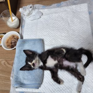 고양이 주인을 찾습니다 코리아쇼트헤어 부산광역시 부산진구
