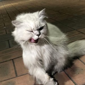 고양이 목격 페르시안 대구광역시 달서구