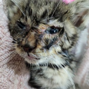 고양이 구조 코리아쇼트헤어 경기도 평택시
