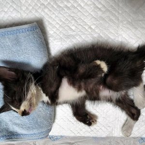 고양이 구조 코리아쇼트헤어 부산광역시 부산진구