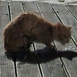 고양이 주인을 찾습니다 기타묘종 강원도 동해시