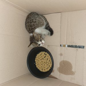 고양이 주인을 찾습니다 기타묘종 서울특별시 서초구