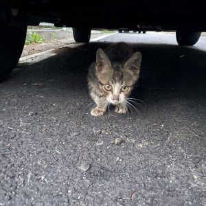 고양이 구조 코리아쇼트헤어 인천광역시 서구