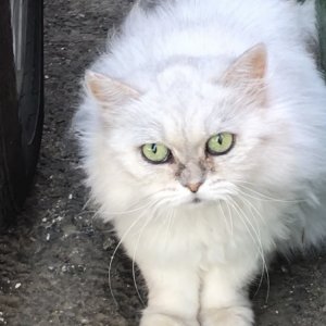 고양이 목격 페르시안 제주특별자치도 제주시