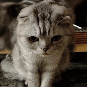 고양이 실종 스코티시폴드 경기도 파주시