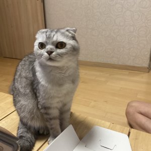 고양이를 찾습니다 스코티시폴드 경기도 파주시