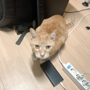 고양이를 찾습니다 코리아쇼트헤어 경기도 의정부시