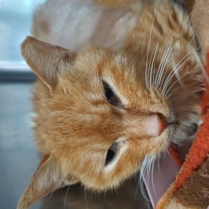 고양이 주인을 찾습니다 코리아쇼트헤어 서울특별시 양천구