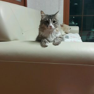 고양이를 찾습니다 노르웨이지안포레스트캣 울산광역시 북구