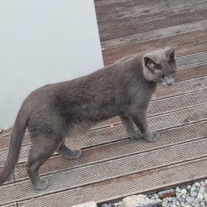 고양이 주인을 찾습니다 러시안블루 울산광역시 남구