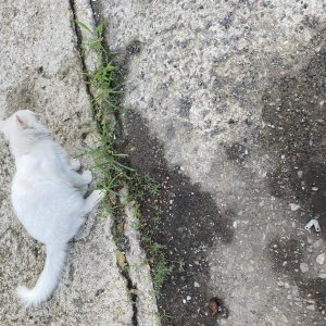 고양이 주인을 찾습니다 페르시안 전라남도 나주시