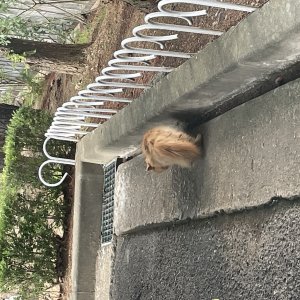 고양이 주인을 찾습니다 이그저틱쇼트헤어 충청남도 천안시 동남구