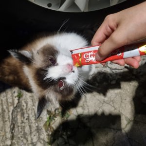 고양이 주인을 찾습니다 래그돌 서울특별시 관악구