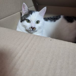 고양이를 찾습니다 고양이 전단지