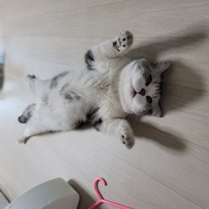 고양이를 찾습니다 스코티시폴드롱헤어 경기도 파주시