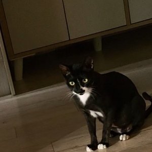 고양이를 찾습니다 코리아쇼트헤어 강원도 고성군