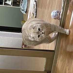 고양이를 찾습니다 기타묘종 서울특별시 동대문구