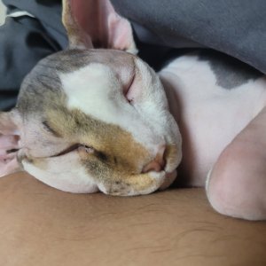 고양이 주인을 찾습니다 스핑크스 서울특별시 송파구