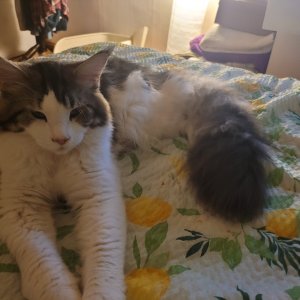 고양이 주인을 찾습니다 노르웨이지안포레스트캣 서울특별시 송파구