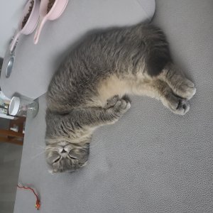 고양이를 찾습니다 스코티시폴드 서울특별시 중랑구