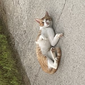 고양이 주인을 찾습니다 기타묘종 경상북도 구미시