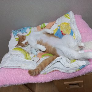 고양이를 찾습니다 고양이 전단지